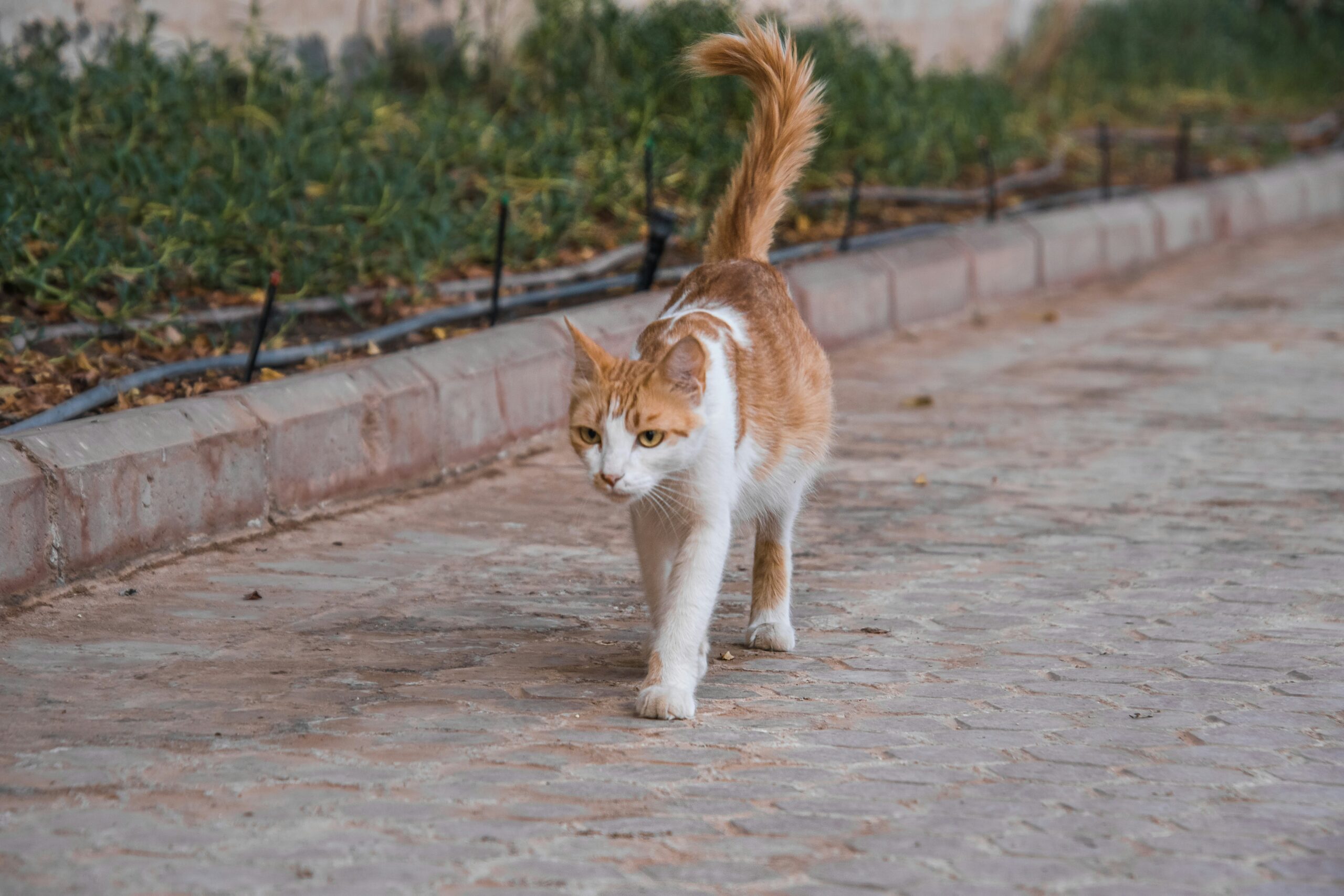 Cat Saudi Arabia