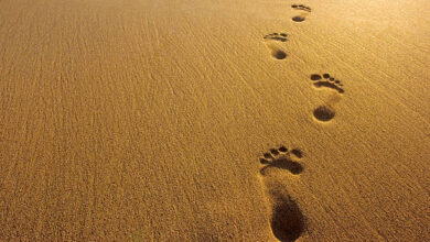 Footprints in the Sand