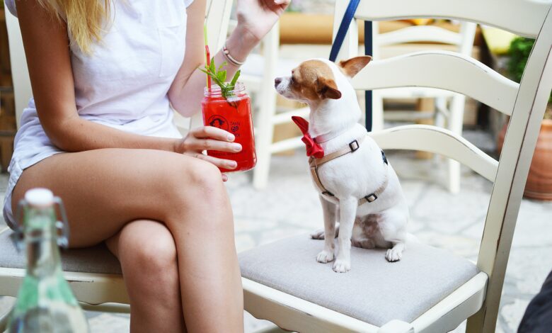 Dog Friendly Restaurants Dubai