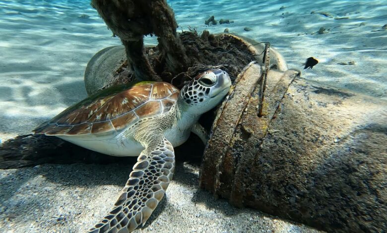 Turtle Beach Resort Oman